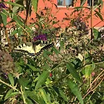 Landidyll - Laendchen Bellin Holiday home *